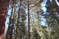 SAM_8708