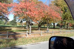SAM_0232