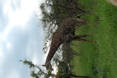 SAM_1575