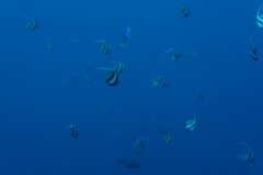 DSC07729
