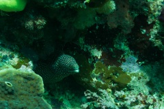 DSC07920