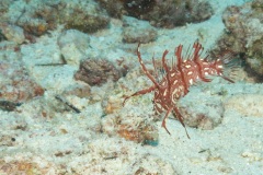 DSC09004